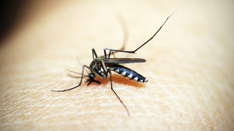Mirandópolis contabiliza mais de 1,7 mil casos de dengue
