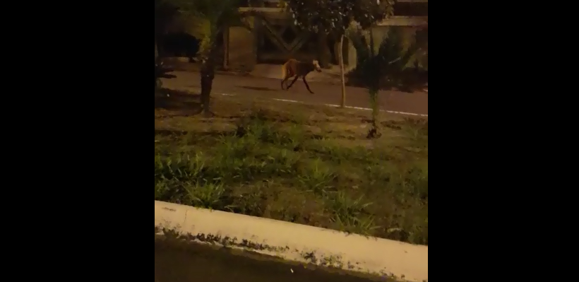 Lobo-guará é visto correndo pela avenida Ipê em Mirandópolis