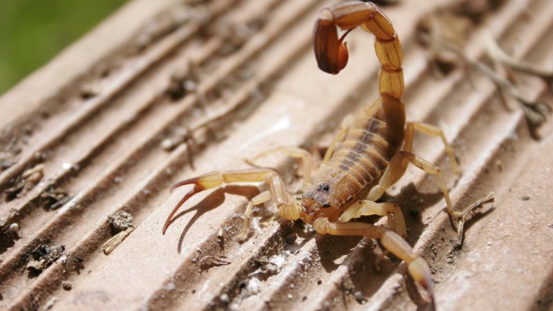 Departamento de saúde alerta a população de Mirandópolis sobre incidentes com escorpiões