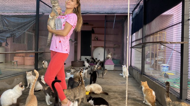 A ONG que se preocupa em resgatar os gatos da rua para doá-los de forma responsável: conheça a Gateiras do Brasil